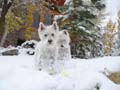 we like snow
